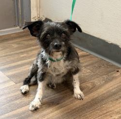 Shelter Stray Female Dog last seen Near Monument Road, San Diego, CA, 92154, 5500 Gaines St, San Diego, CA 92110, USA