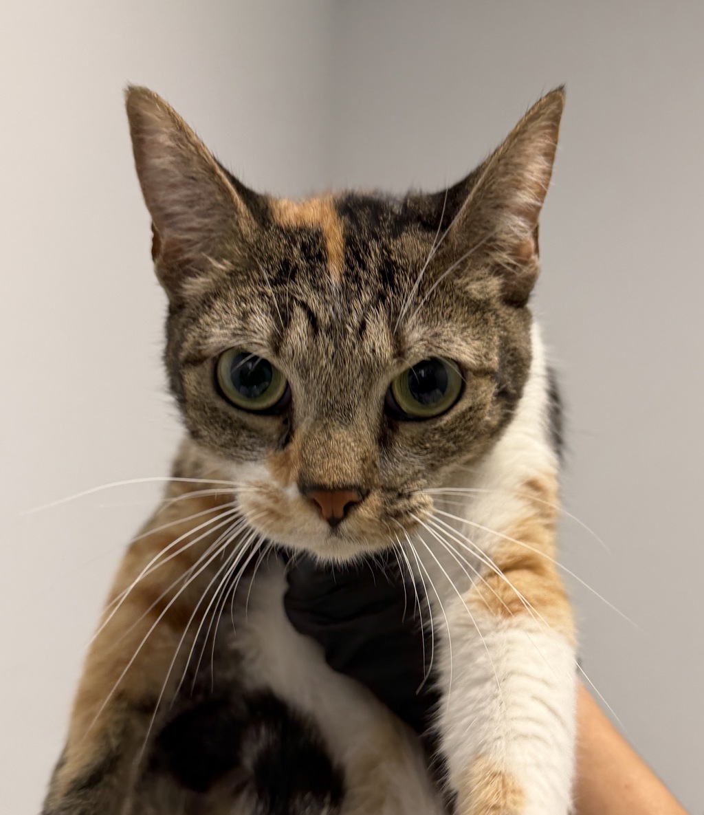 Shelter Stray Female Cat last seen Near kinkaid rd, San Diego, CA, 92103, 5500 Gaines St, San Diego, CA 92110, USA