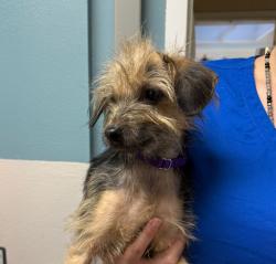 Shelter Stray Female Dog last seen Near Guajome Lake Road, Oceanside, CA, 92057, Oceanside, CA 92058, USA
