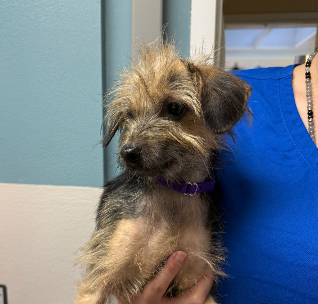 Shelter Stray Female Dog last seen Near Guajome Lake Road, Oceanside, CA, 92057, Oceanside, CA 92058, USA