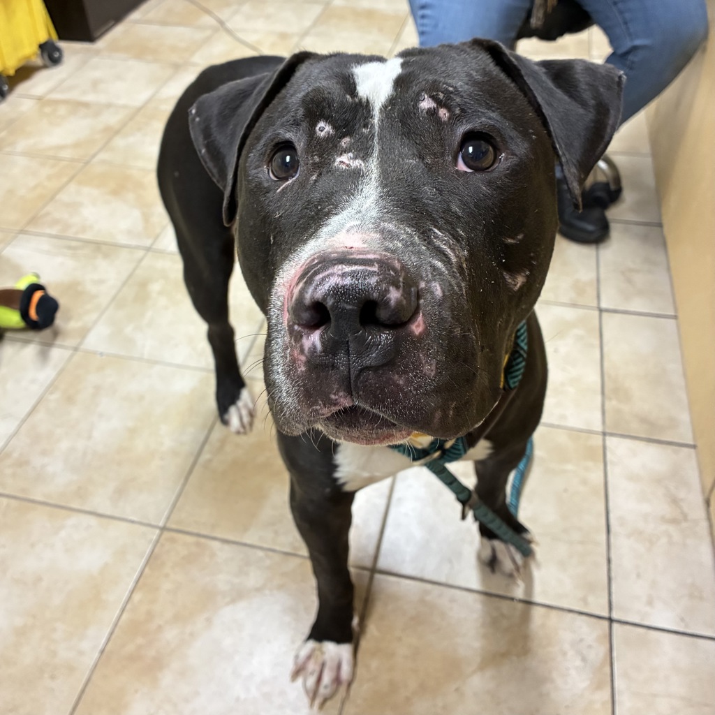 Shelter Stray Male Dog last seen 122nd / Powell, PORTLAND, OR, 97233, 1700 W Historic Columbia River Hwy, Troutdale, OR 97060, USA