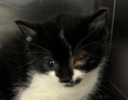 Shelter Stray Male Cat last seen SE 124th st & E Burnside st, PORTLAND, OR, 97233, 1700 W Historic Columbia River Hwy, Troutdale, OR 97060, USA
