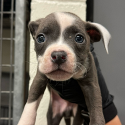 Shelter Stray Male Dog last seen , 3612 11th Ave, Los Angeles, CA 90018, USA
