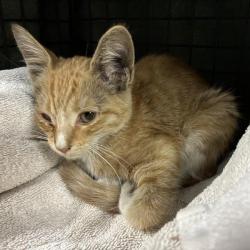 Shelter Stray Male Cat last seen , 361 S Raymond Ave, Pasadena, CA 91105, USA
