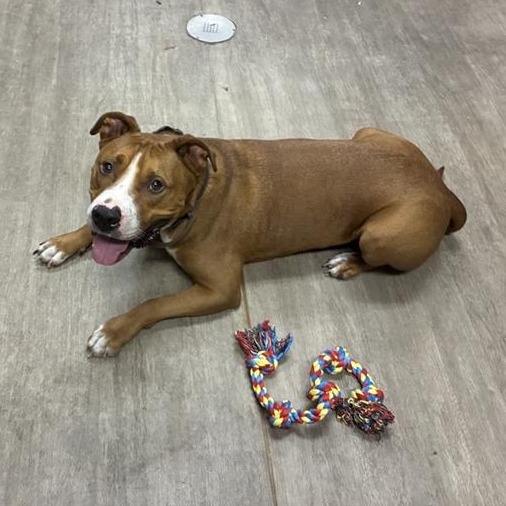Shelter Stray Male Dog last seen , 361 S Raymond Ave, Pasadena, CA 91105, USA