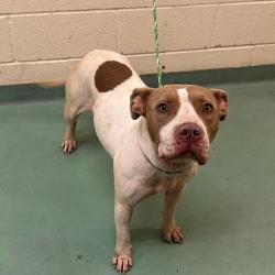 Shelter Stray Female Dog last seen , 2350 Appling City Cove, Memphis, TN 38133, USA