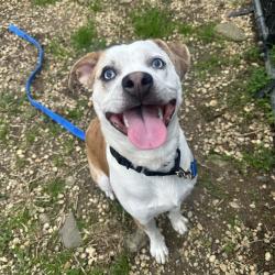 Shelter Stray Male Dog last seen , Animal Care & Control Team of Philly, 111 W Hunting Park Ave, Philadelphia, PA 19140, USA