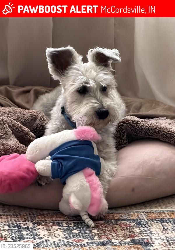 Lost Male Dog last seen Olió Road and 96th Street, McCordsville, IN 46055
