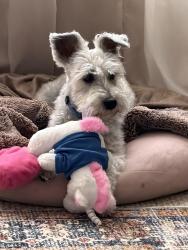 Lost Male Dog last seen Olió Road and 96th Street, McCordsville, IN 46055