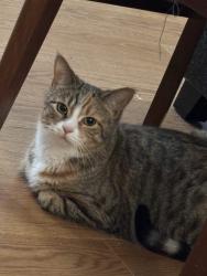 Lost Female Cat last seen Escaped from home, トロント, ON 
