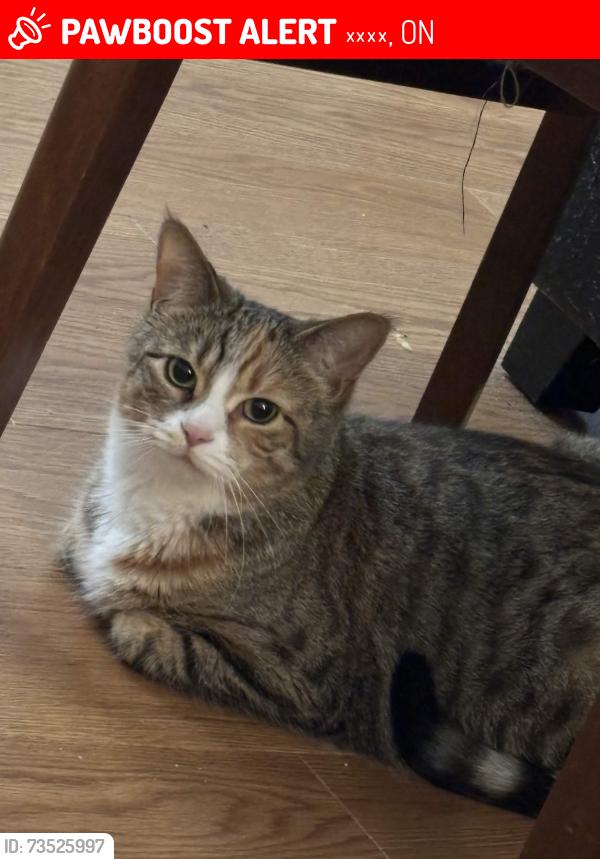 Lost Female Cat last seen Escaped from home, トロント, ON 