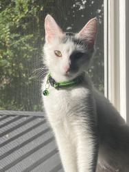 Lost Female Cat last seen Glennwood, Garden City, ID 83714