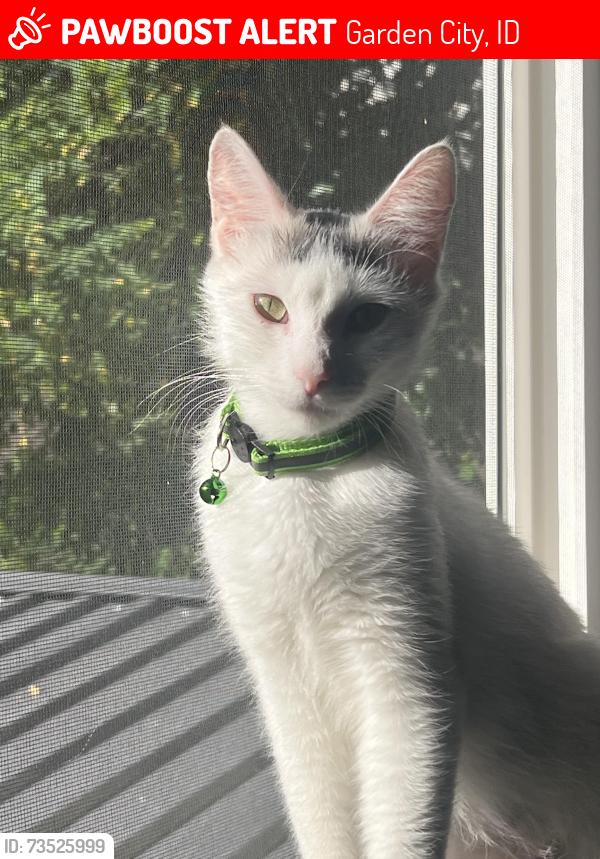 Lost Female Cat last seen Glennwood, Garden City, ID 83714