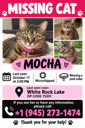 Lost Female Cat last seen White rock lake, Dallas, TX 75218