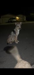 Found/Stray Female Dog last seen Avenue 44 Golf center pkwy, Indio, CA 92203
