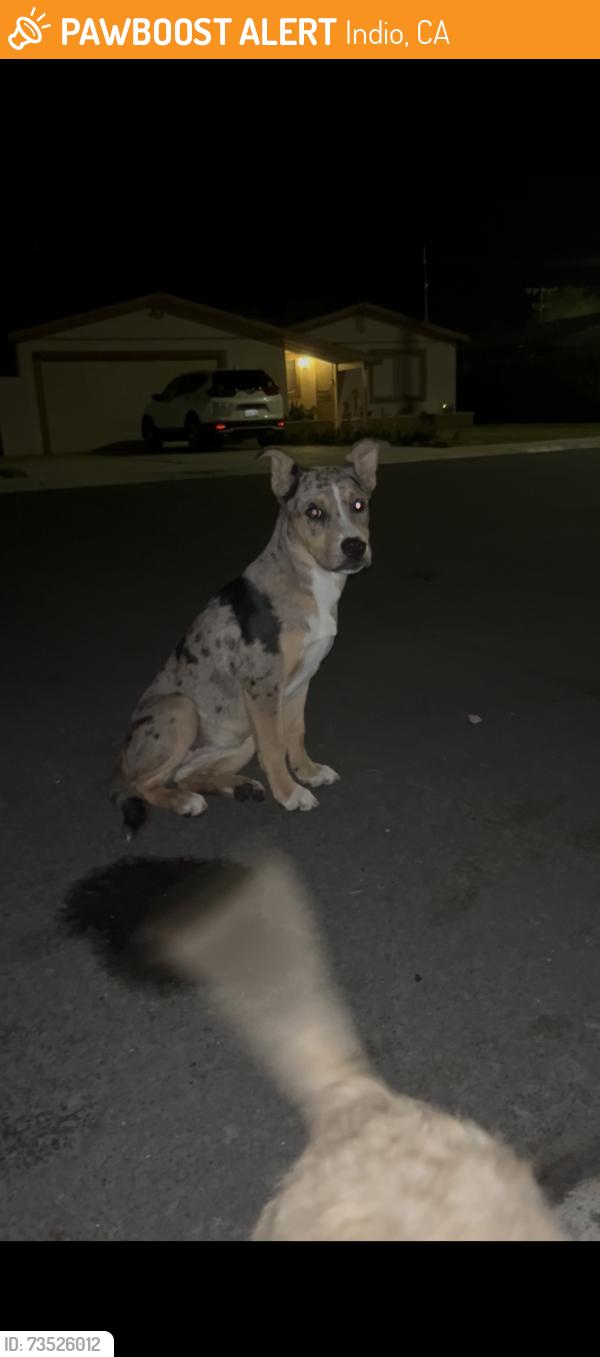 Found/Stray Female Dog last seen Avenue 44 Golf center pkwy, Indio, CA 92203