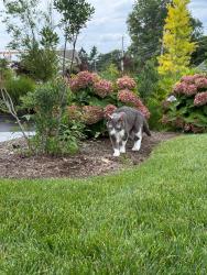 Reunited Male Cat last seen Cross hill rd newtton, Newton, MA 02459