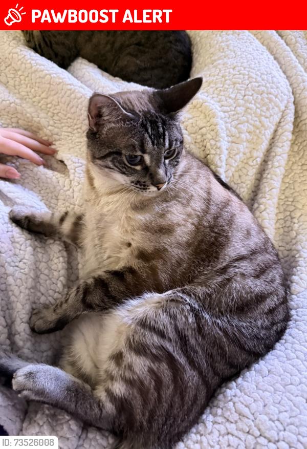 Lost Female Cat last seen blessing ranch/oak bend area, Williamson County, TX 78642