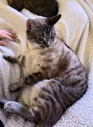 Lost Female Cat last seen blessing ranch/oak bend area, Williamson County, TX 78642