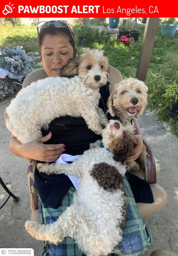 Lost Male Dog last seen Noble and rayen, Los Angeles, CA 91343