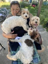 Lost Male Dog last seen Noble and rayen, Los Angeles, CA 91343