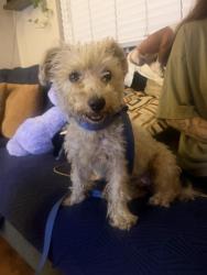 Found/Stray Female Dog last seen 214th and Denker, Torrance, CA 90501