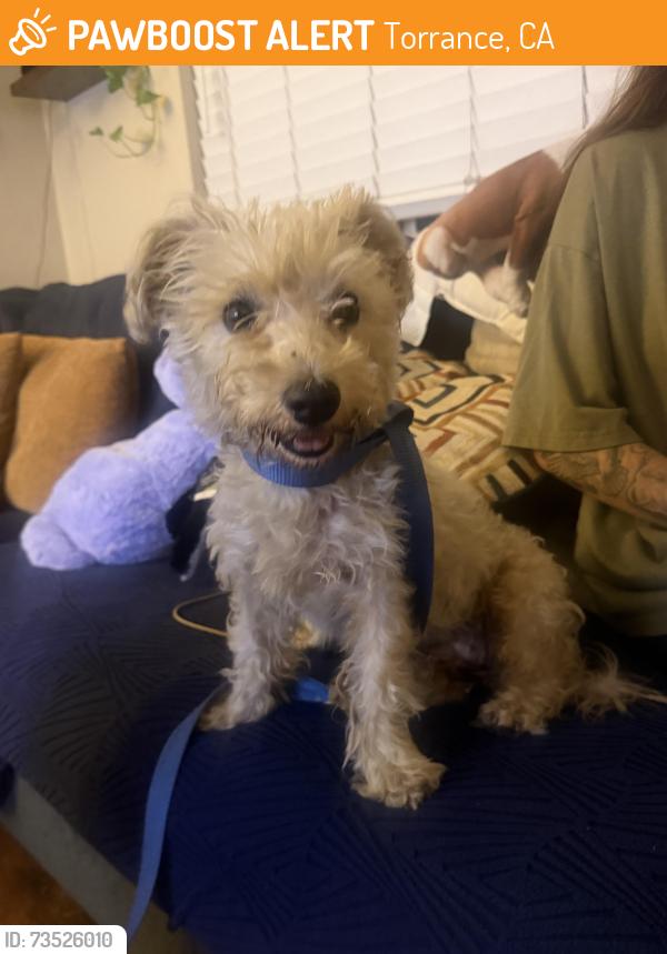 Found/Stray Female Dog last seen 214th and Denker, Torrance, CA 90501