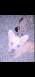 Found/Stray Male Dog last seen Avenue 44 golf center parkway, Indio, CA 92203