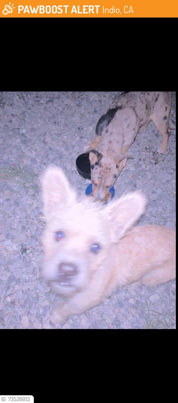 Found/Stray Male Dog last seen Avenue 44 golf center parkway, Indio, CA 92203