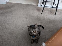 Lost Male Cat last seen 71st Street near Noco Humane, Fort Collins, CO 80525