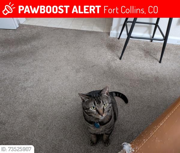 Lost Male Cat last seen 71st Street near Noco Humane, Fort Collins, CO 80525