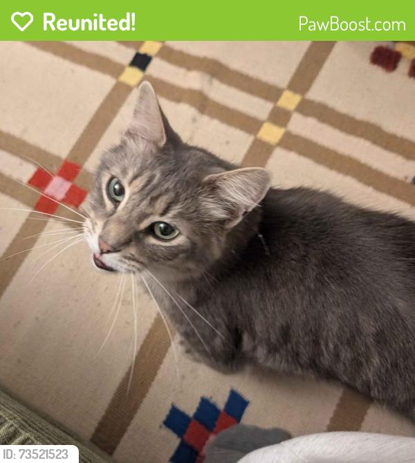 Reunited Male Cat last seen Southwood apmts, Palo Alto, CA 94306