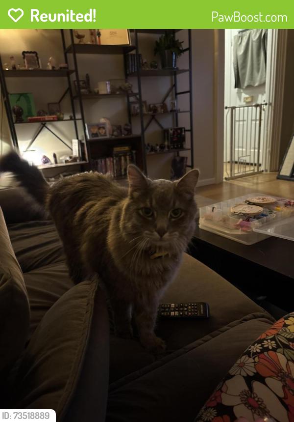 Reunited Male Cat last seen Chestnut st, Sinclair Park, Winona, MN 55987