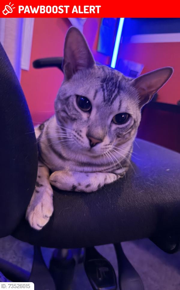 Lost Male Cat last seen Terry fox heartland area, Mississauga, ON L5V 2T3
