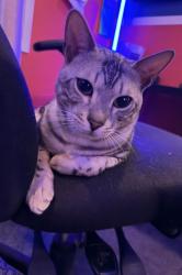 Lost Male Cat last seen Terry fox heartland area, Mississauga, ON L5V 2T3