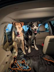 Reunited Female Dog last seen Arvada Center, Arvada, CO 80003