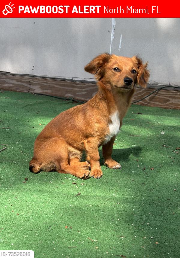 Lost Female Dog last seen Near ne 131st LN, North Miami, FL 33161