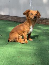Lost Female Dog last seen Near ne 131st LN, North Miami, FL 33161