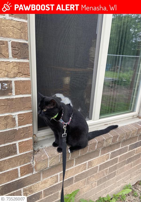 Lost Male Cat last seen Sleepy Hollow Lane, Fox Crossing Menasha, Menasha, WI 54952