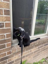 Lost Male Cat last seen Sleepy Hollow Lane, Fox Crossing Menasha, Menasha, WI 54952