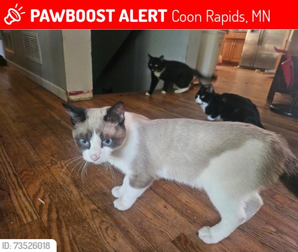 Lost Male Cat last seen Foley Blvd, Coon Rapids, MN 55448