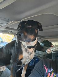 Lost Male Dog last seen Econloge conway South Carolina, Conway, SC 29526