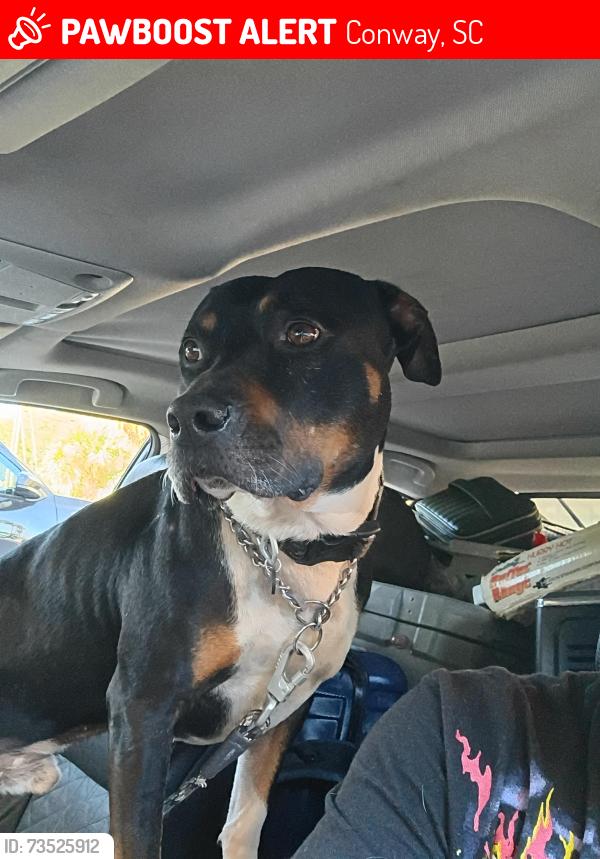 Lost Male Dog last seen Econloge conway South Carolina, Conway, SC 29526