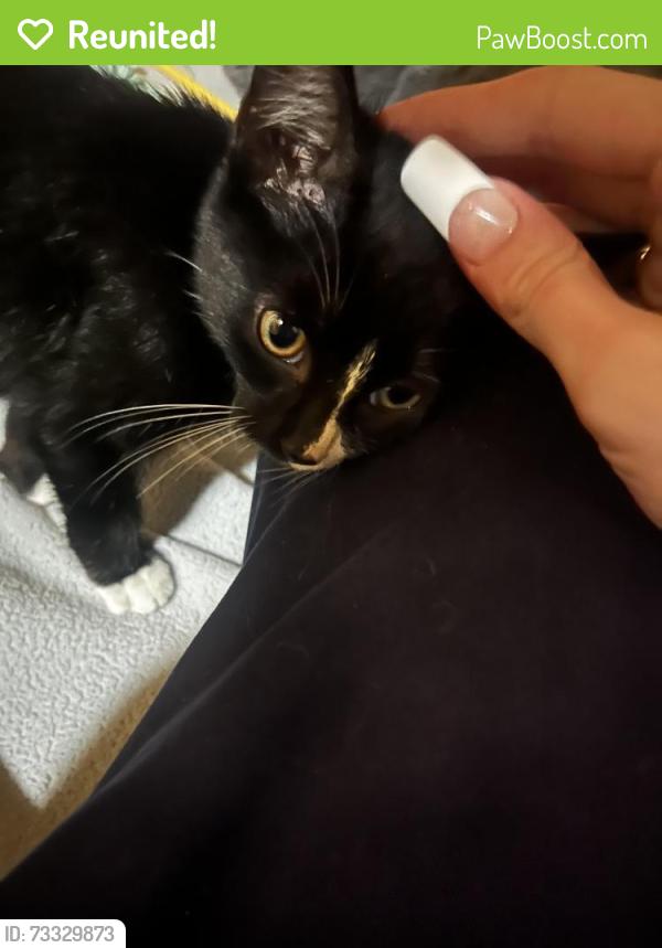 Reunited Male Cat last seen Orthodox Church, Camillus, NY 13031