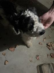 Found/Stray Male Dog last seen Harvest, Visalia, CA 93291
