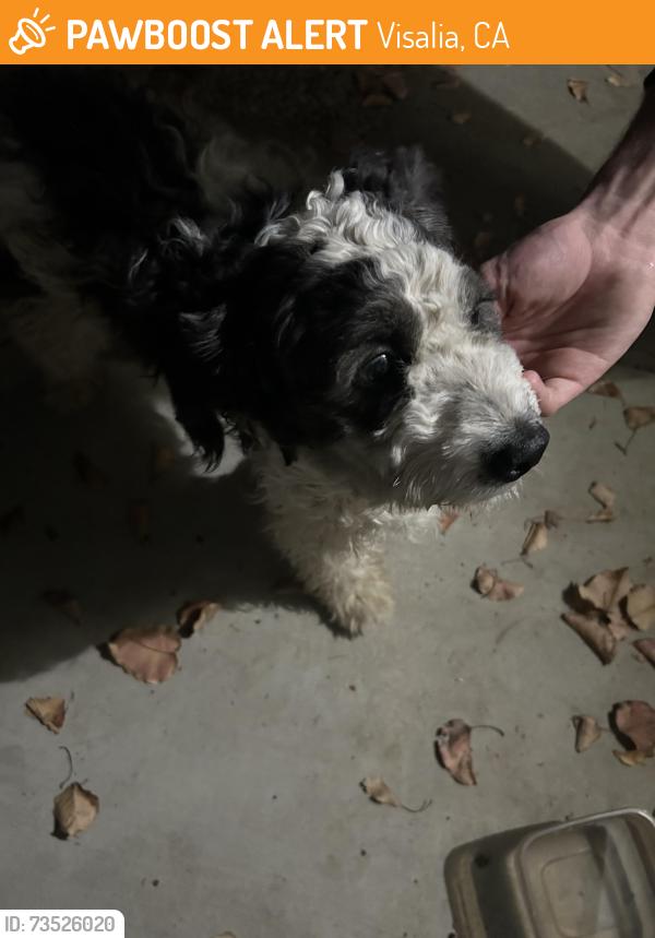 Found/Stray Male Dog last seen Harvest, Visalia, CA 93291