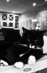 Reunited Male Cat last seen Marshall and Greenacre Road, Castro Valley, CA 94546