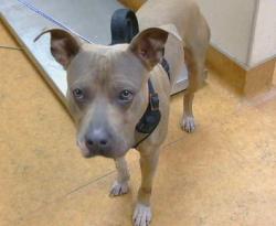 Shelter Stray Male Dog last seen FLORIN RD X POWER INN RD 95828, 3839 Bradshaw Rd, Sacramento, CA 95827, USA