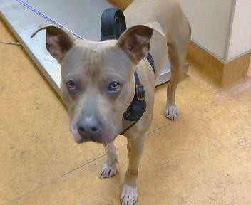 Shelter Stray Male Dog last seen FLORIN RD X POWER INN RD 95828, 3839 Bradshaw Rd, Sacramento, CA 95827, USA
