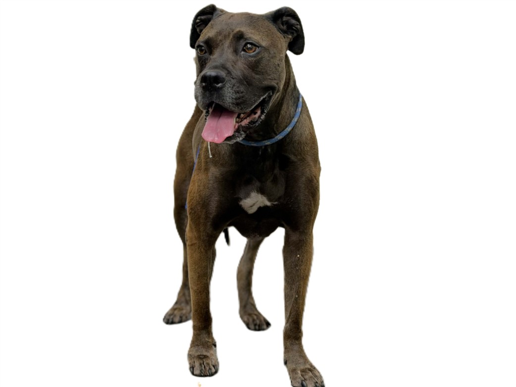 Shelter Stray Female Dog last seen , 3201 Lacy St, Los Angeles, CA 90031, USA